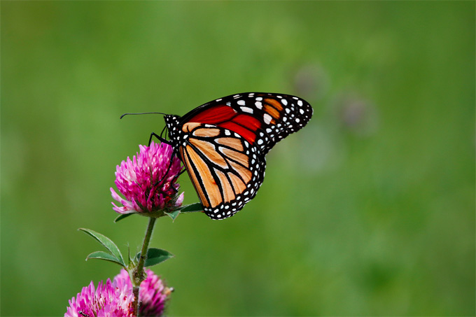Niagara Falls butterflies